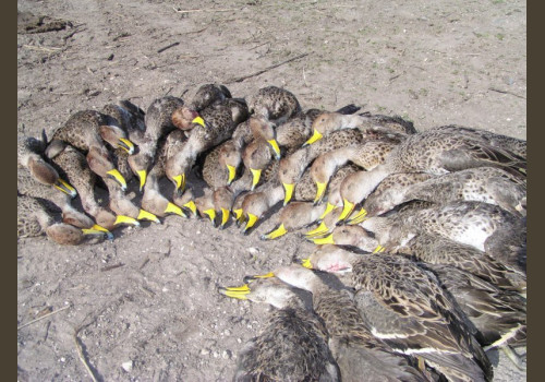Chasse aux canards en Argentine