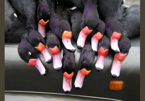 Chasse en Argentine Tourterelles et Pigeons