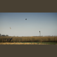 Chasse aux Canards en Argentine
