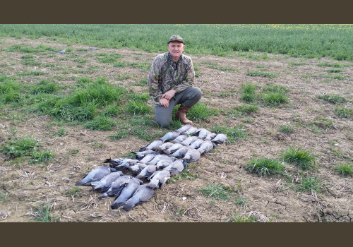 Chasse aux Pigeons en Angleterre