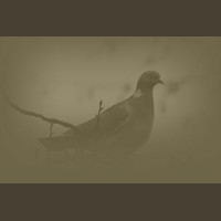Journée de Chasse à la Palombe/Pigeon Ramier en Sologne 2020-2021
