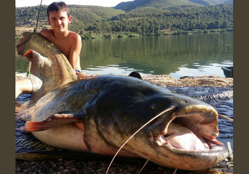 Pêche du Silure en Espagne