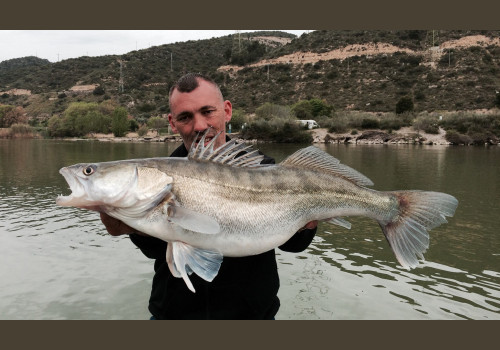 Pêche du Sandre en Espagne