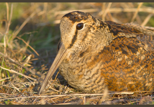 Chasse Aux Bécasses en Irlande