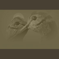 Chasse Aux Bécasses en Irlande