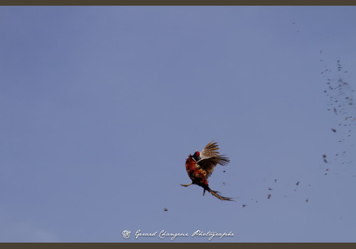Chasse des Petits Domaines en Sologne