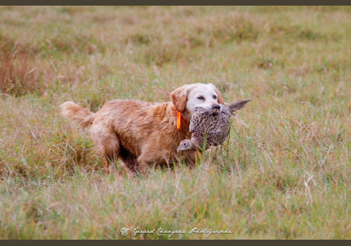 Chasse des Petits Domaines en Sologne