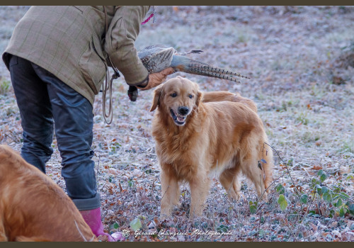 Chasse des Petits Domaines en Sologne