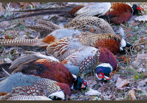 Chasse des Petits Domaines en Sologne