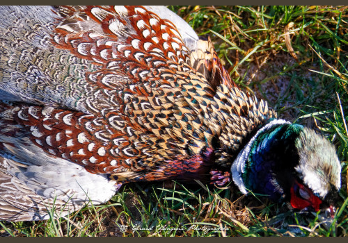 Chasse des Petits Domaines en Sologne