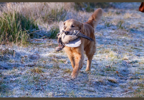 Chasse des Petits Domaines en Sologne
