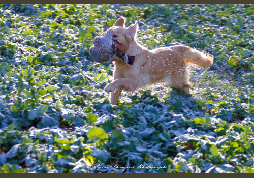 Chasse des Petits Domaines en Sologne