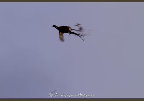 Chasse des Petits Domaines en Sologne