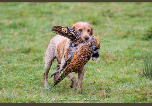 Chasse des Petits Domaines en Sologne