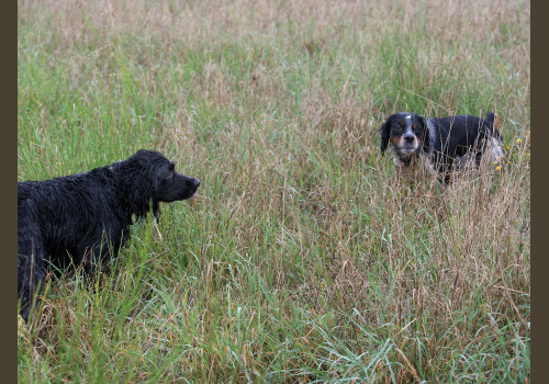 Chasse des Petits Domaines en Sologne