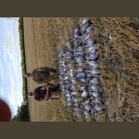 Chasse aux pigeons en Angleterre