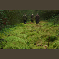 Chasse Aux Bécasses en Irlande