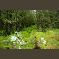 Chasse Aux Bécasses en Irlande