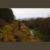 Chasse Aux Bécasses en Irlande