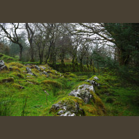 Chasse Aux Bécasses en Irlande