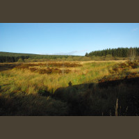 Chasse Aux Bécasses en Irlande