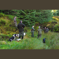 Chasse Aux Bécasses en Irlande