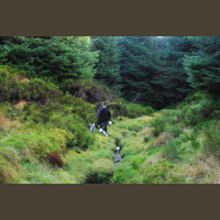 Chasse Aux Bécasses en Irlande