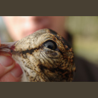 Chasse Aux Bécasses en Irlande