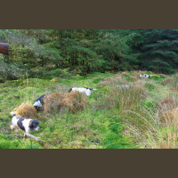 Chasse Aux Bécasses en Irlande