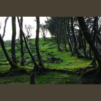 Chasse Aux Bécasses en Irlande