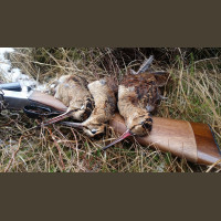 Chasse Aux Bécasses en Irlande