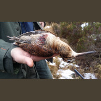 Chasse Aux Bécasses en Irlande