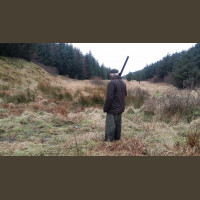 Chasse Aux Bécasses en Irlande