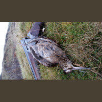 Chasse Aux Bécasses en Irlande
