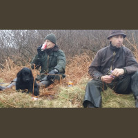Chasse Aux Bécasses en Irlande