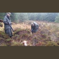 Chasse Aux Bécasses en Irlande