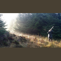 Chasse Aux Bécasses en Irlande