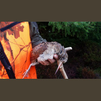 Chasse Aux Bécasses en Irlande