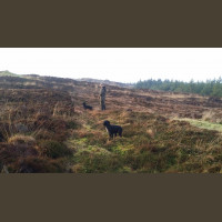Chasse Aux Bécasses en Irlande