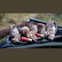 Chasse Aux Bécasses en Irlande