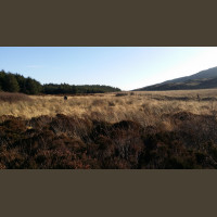 Chasse Aux Bécasses en Irlande