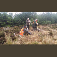 Chasse Aux Bécasses en Irlande