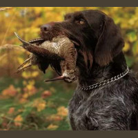 Chasse Aux Bécasses en Irlande