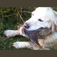 Chasse Aux Bécasses en Irlande