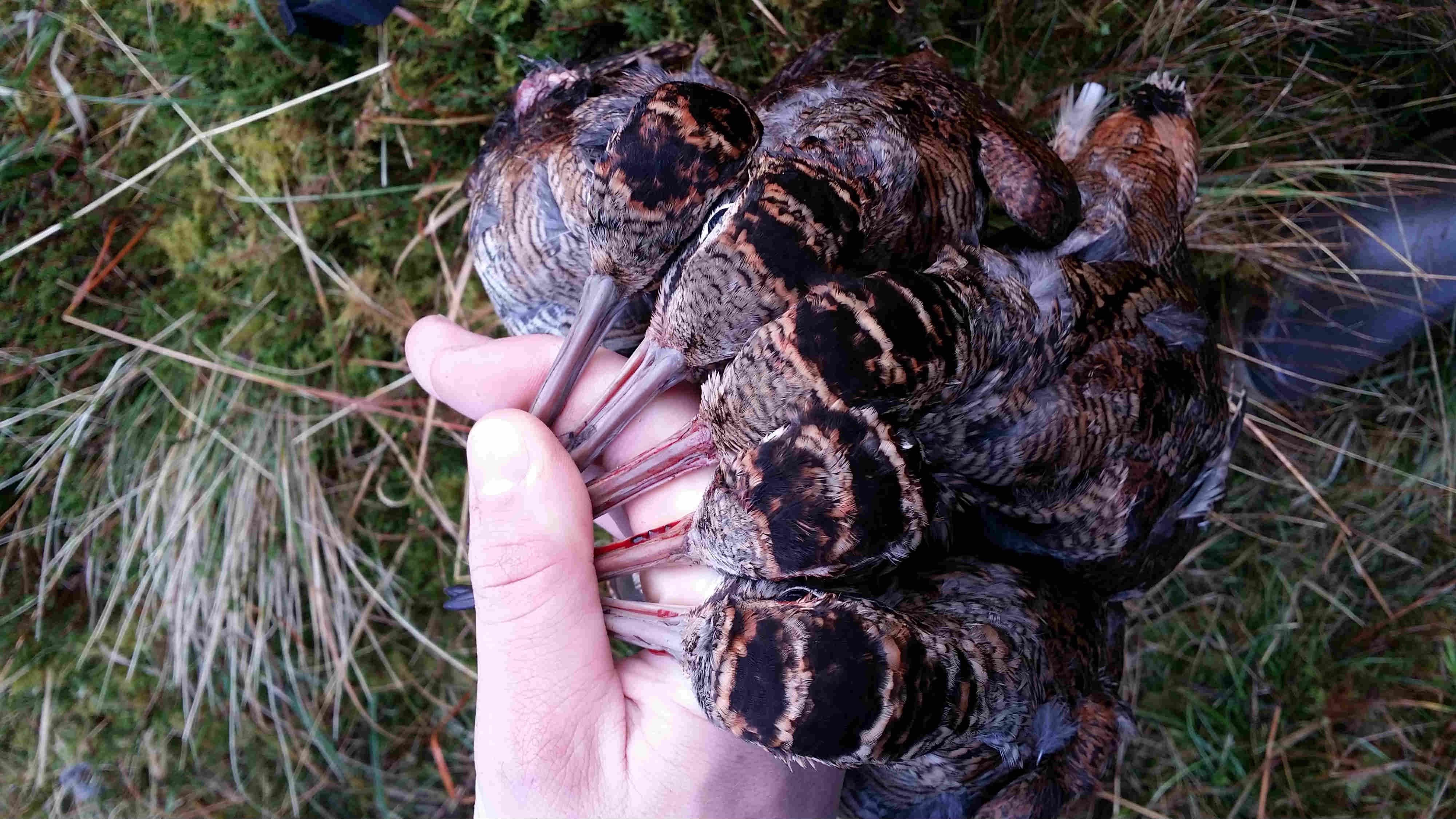 Chasse Aux Bécasses en Irlande