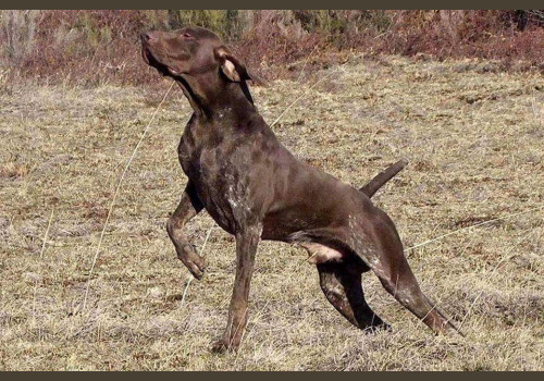 Chasse des Petits Domaines en Sologne