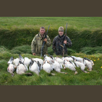 Chasse aux oies Ecosse Aberdeen
