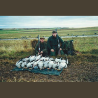 Chasse aux oies Ecosse Aberdeen