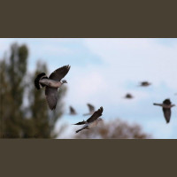 Séjour de Chasse aux Oiseaux Migrateurs France Sologne 2020-2021