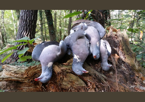 PACK "Chasse aux Migrateurs en Sologne"